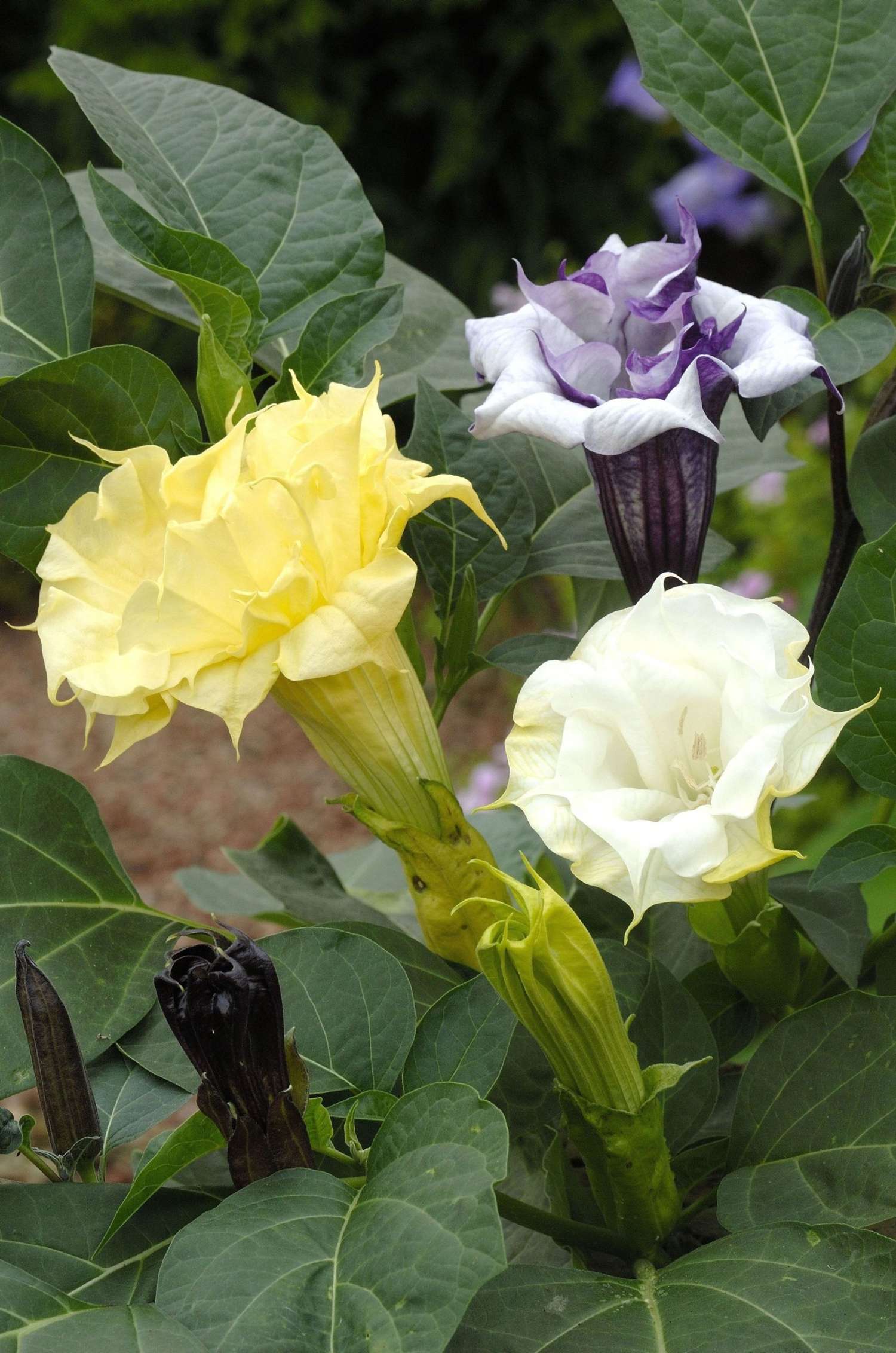 Datura metel 'Ballerina Formula Mixture' (graines)